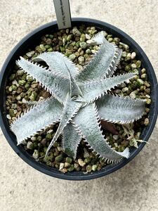 ディッキア Dyckia marnier-lapostollei ‘Pink Spine’