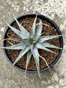 ディッキア Dyckia macedoi マセドイ　ブロメリア　