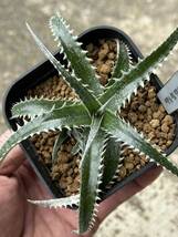 ディッキアDyckia ‘Sky Walker’ Bromeliad Cultivar Register (11374)_画像3