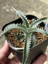 ディッキアDyckia ‘Sky Walker’ Bromeliad Cultivar Register (11374)_画像2