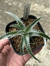 ディッキアDyckia ‘Sky Walker’ Bromeliad Cultivar Register (11374)_画像4