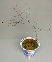 盆栽、斑入り植物、斑入りコナラ、山野草_画像2