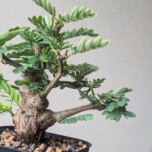 センナ メリディオナリス 実生株 →検 塊根植物 多肉植物 コーデックス マダガスカルの画像1