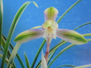 ^* Япония весна орхидея {.....} весна орхидея * холод орхидея * луговые и горные травы * богатство и знатность орхидея * десять тысяч год синий *V