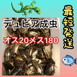 お値打ち価格(o^^o)☆成2.18☆送料無料☆デュビア成虫 ♂20 ♀180☆200匹☆死着保証10%☆