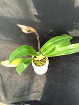 洋蘭　パフィオ　Paph Paphiopedilum Morganie ‘Burfrdanse’ FCC/RHS_画像3