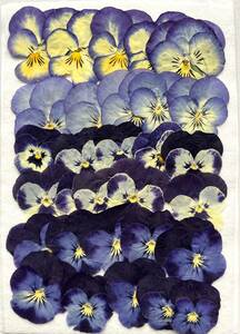 K-117 pressed flower viola 30 sheets 