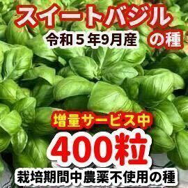 スイートバジルの種【400粒】農薬:栽培期間中不使用の種★増量サービス中