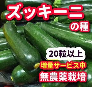 ズッキーニの種【20粒以上】★令和5年産・無農薬栽培の種