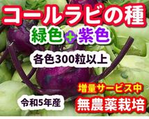 コールラビ種・各300粒以上合計600粒以上無農薬栽培の種・令和5年産_画像1