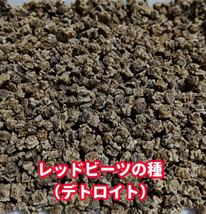 ビーツの種　デトロイトダークレッド【250粒以上】★農薬:栽培期間中不使用の種_画像8