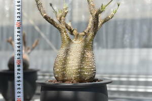 08　塊根植物　パキポディウム グラキリス【発根活着済　現地球】Pachypodium rosulatum var.gracilius