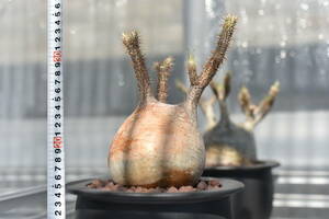 09　塊根植物　パキポディウム グラキリス【発根活着済　現地球】Pachypodium rosulatum var.gracilius