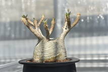 10　塊根植物　パキポディウム グラキリス【発根活着済　現地球】Pachypodium rosulatum var.gracilius_画像3