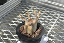 12　塊根植物　パキポディウム グラキリス【発根活着済　現地球】Pachypodium rosulatum var.gracilius_画像5