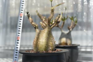 13　塊根植物　パキポディウム グラキリス【発根活着済　現地球】Pachypodium rosulatum var.gracilius