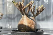 18　塊根植物　パキポディウム グラキリス【発根活着済　現地球】Pachypodium rosulatum var.gracilius_画像4
