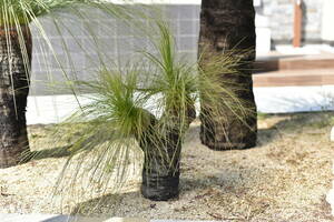 ★多頭【超希少植物】＃J02 クサントロエア・ジョンソニー　xanthorrhoea johnsonii