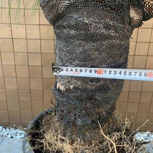 ★多頭【超希少植物】＃J03 クサントロエア・ジョンソニー xanthorrhoea johnsoniiの画像7