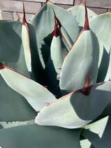 アガベ・パリー トランカータ　Agave parryi var. truncata_画像2