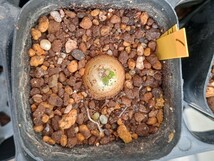 １　ブラキステルマ　バーベラエ（竜卵窟）/ サボテン　多肉植物_画像1