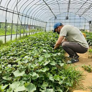 【熟成品】 5kg さつまいも 紅はるか 茨城県産 産地直送の画像3