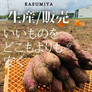 【熟成品】 5kg さつまいも 紅はるか 茨城県産 産地直送の画像7