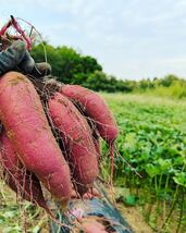 【熟成品】 10kg さつまいも 紅はるか 茨城県産 産地直送 甘い_画像5