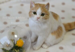 *tamaya* wool felt * tea white cat *. cat * hand made *