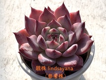 エケベリア 原種 リンゼアナ 実生苗 国産種子 lindsayana 多肉_画像3