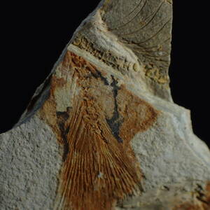 中国 遼寧省産 魚の化石（リコプテラ） c 天然石 化石 鉱物 ジュラ紀～白亜紀 魚化石 100スタ