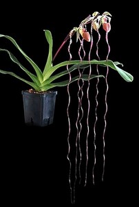 洋蘭 原種 野生蘭 地生蘭 パフィオ Paph.sanderianum x sib ペタル１ｍの個体を使用した実生の大苗