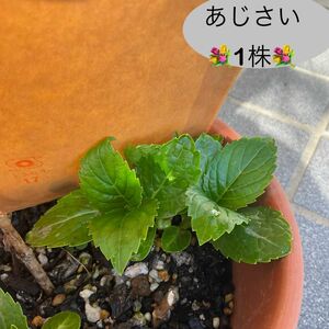 紫陽花　苗　1株　アジサイ　あじさい