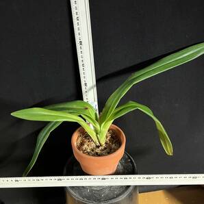 洋蘭 Paph.原種 THO THO-2313 Paph.sanderianum ('Black Wing'FCC/AOS X Shih Yueh'SM/TPS) ペタルの長さ１m以上の画像4