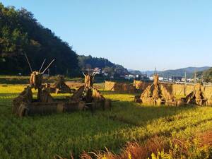 令和5年度島根県雲南市産きぬむすめ玄米 ハデ干し(天日干し) 10㎏