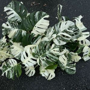 超最高級 希少 大型 モンステラボルシギアナ ホワイトタイガーおまとめ6株Varigated Monstera Borsigana white tiger の画像4