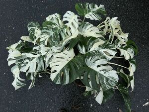 超最高級 希少 大型 モンステラボルシギアナ ホワイトタイガーおまとめ6株Varigated Monstera Borsigana white tiger 