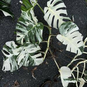 超最高級 希少 大型 モンステラボルシギアナ ホワイトタイガーおまとめ6株Varigated Monstera Borsigana white tiger の画像5