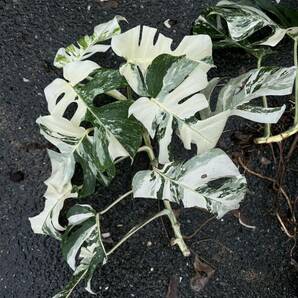 超最高級 希少 大型 モンステラボルシギアナ ホワイトタイガーおまとめ6株Varigated Monstera Borsigana white tiger の画像7