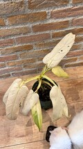 激レア　Philodendron whipple way フィロデンドロン　ホイップル　ウェイ_画像1