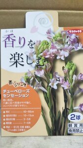 チューベローズ センセーション １袋 球根 香りを楽しむ サカタのタネ 郵便は送料無料