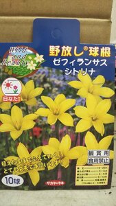 ゼフィランサス シトリナ １袋 球根 サカタのタネ 郵便は送料無料