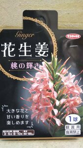 花 生姜 桃の輝き しょうが １袋 球根 サカタのタネ