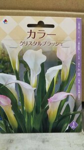 カラー クリスタル ブラッシュ １袋 球根 タキイ 郵便は送料無料