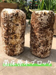 カブトムシ&クワガタ菌床昆虫マット ！！栄養補給 ！！未使用菌床ブロック×2本♪