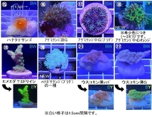 新種追加●自家養殖サンゴ４個をご選択でお届け（ご入札で早期終了）ウミキノコ、ハナヅタブルー、ディスク、スターポリプ等【海水館】_画像4