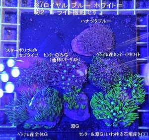 自家養殖サンゴ　スターポリプ6色+ハナヅタブルー　計７点　【海水館】沖縄・北海道不可