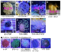 新種追加●自家養殖サンゴ４個をご選択でお届け（ご入札で早期終了）ウミキノコ、ハナヅタブルー、ディスク、スターポリプ等【海水館】_画像2