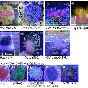 新種追加●自家養殖サンゴ４個をご選択でお届け（ご入札で早期終了）ウミキノコ、ハナヅタブルー、ディスク、スターポリプ等【海水館】の画像2