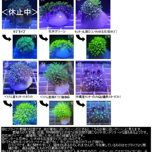 新種追加●自家養殖サンゴ４個をご選択でお届け（ご入札で早期終了）ウミキノコ、ハナヅタブルー、ディスク、スターポリプ等【海水館】の画像3